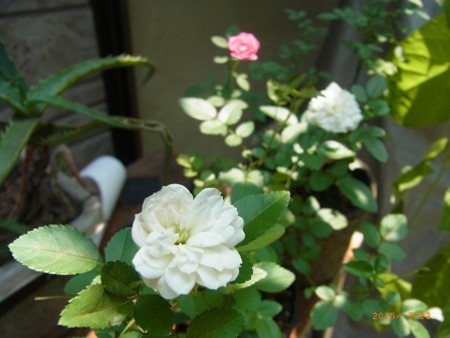 ミニバラの2番花