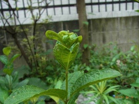 咲かないシモバシラ