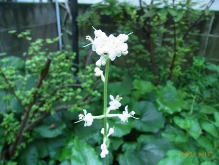 ヤブミョウガの花