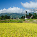 八方尾根スキー場と五竜岳が背景の大糸線の線路と稲刈り前の田んぼ