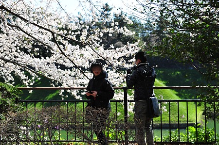 2012/4 Cherry blossom＠千鳥ヶ淵-7