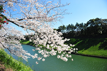 2012/4 Cherry blossom＠千鳥ヶ淵-9