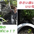 2005/5/2-2 にゃごやな一日