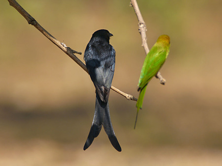 オウチュウ(Black Drongo) P1110094_R