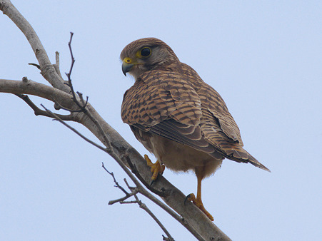 チョウゲンボウ♀(Common Kestrel) P1150526_R