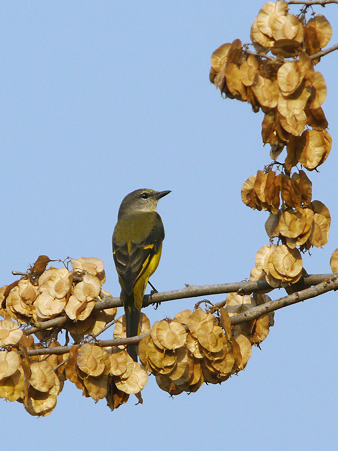 サンショウクイ♀(Ashy Minivet) P1160616_R