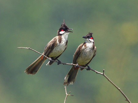 「そんなにスネないで」「知らない!」コウラウン(Red-whiskered Bulbul) P1220304_R2
