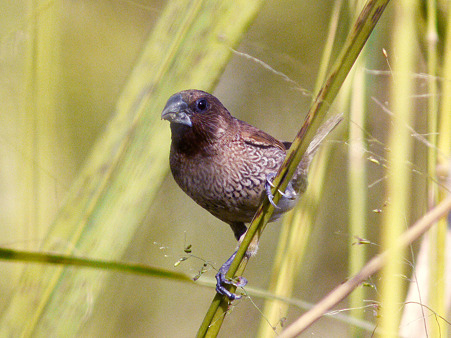 シマキンバラ(Scaly-breasted Munia) P1080624_R2