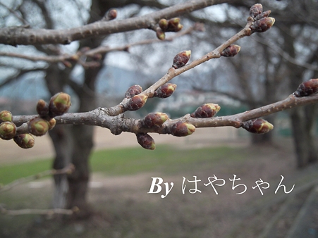 2012.4.11 桜