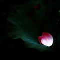 IMG_4707