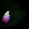 IMG_4727