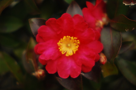 Both English camellia.