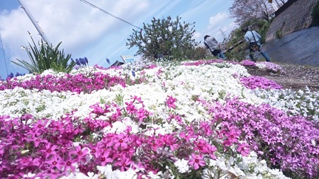 Up芝桜