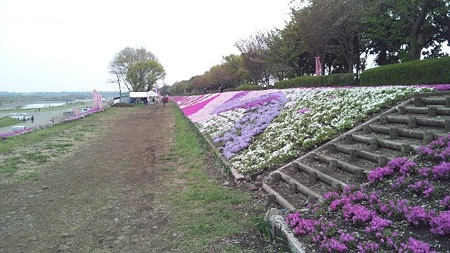 相模川芝桜47