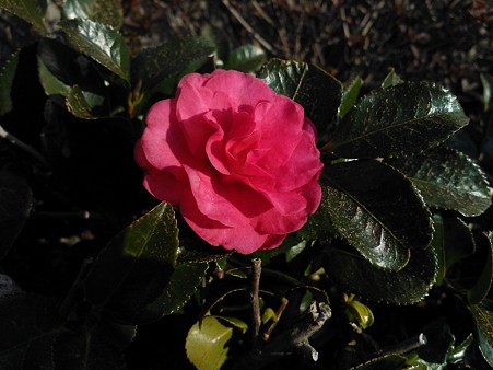 Flower01202012Lumia800