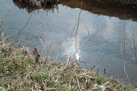Creek03112012dp2-01
