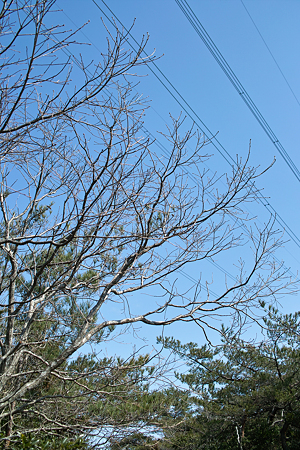 tree03142012dp2-03