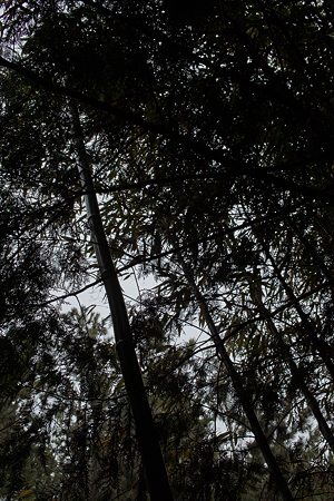 bamboo03232012dp2-03