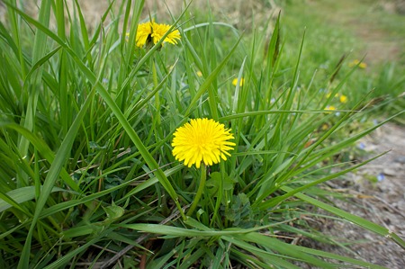 dandelion04202011nex5