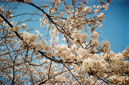 Cherry_blossom04162011smena02