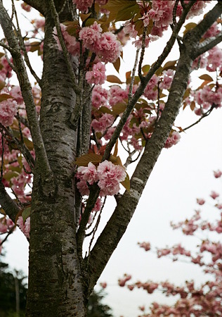 Yaezakura_OLYMPUS_PEN_FT_Kodak_PORTRA160NC_05092011-03
