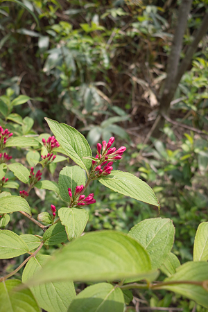 flower05182011dp1-02
