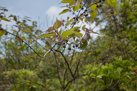 leaves05182011dp1