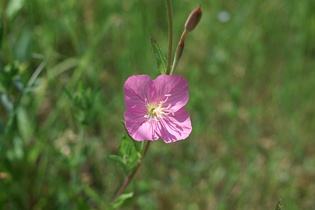 flower05252011dp2-03