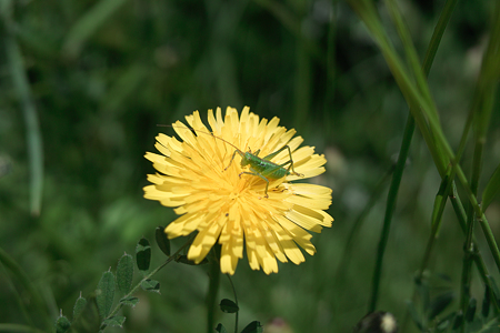 Flower_and_bug05252011dp2-02