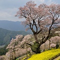 Photos: ひょうたん桜　２０１２