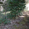 茨城県筑西市桜塚古墳(稲荷塚)