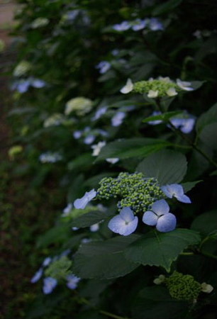 IMGP0266_0617