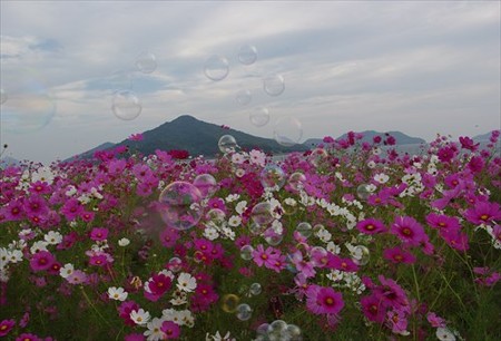 IMGP1245_1011