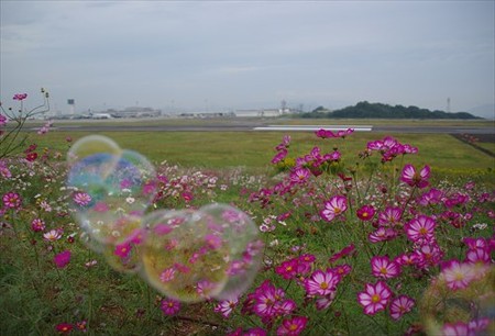 IMGP2291_1012