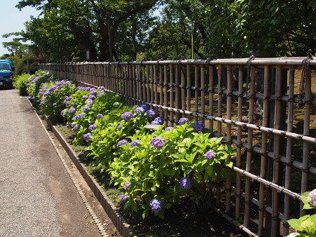 偕楽園のあじさい04