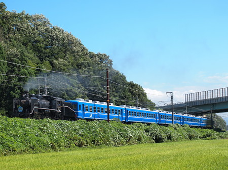 C56 SL北びわこ 北陸本線河毛~高月
