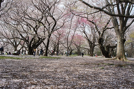 桜の絨毯