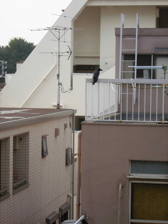 カラス(恋の行くへ)_2015.07.02.-12