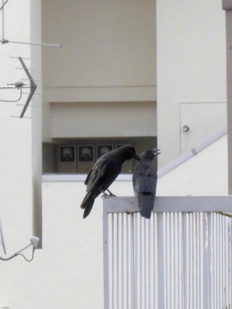 カラス(恋の行くへ)_2015.07.02.-11