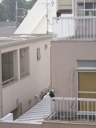カラス(恋の行くへ)_2015.07.02.-05