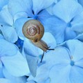青い紫陽花～カタツムリ