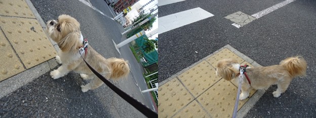 信号待ち