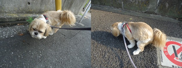 きちんと出す