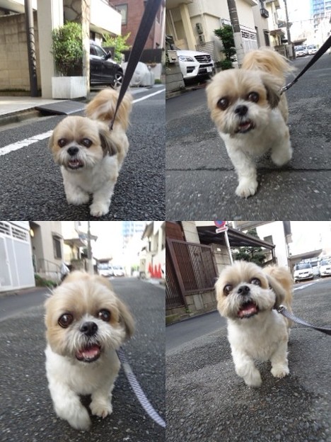 お誕生日散歩2