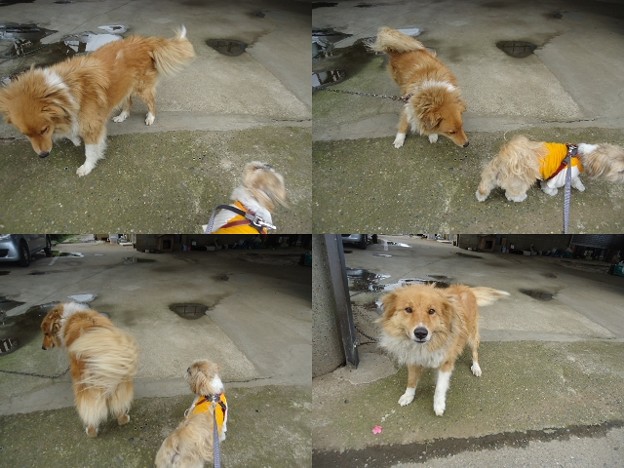千葉のどんちゃん