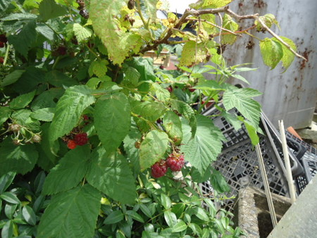 DSC09775