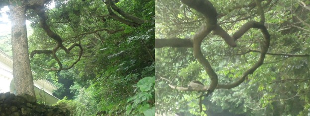 ハートの枝