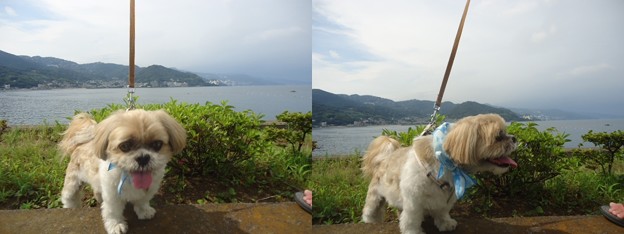海とわんこ