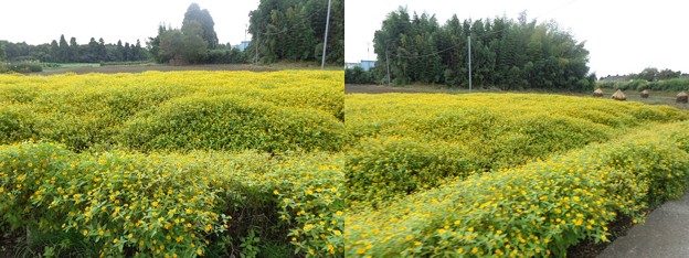 黄色い花