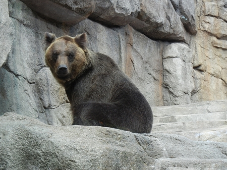 クマDSCN1395